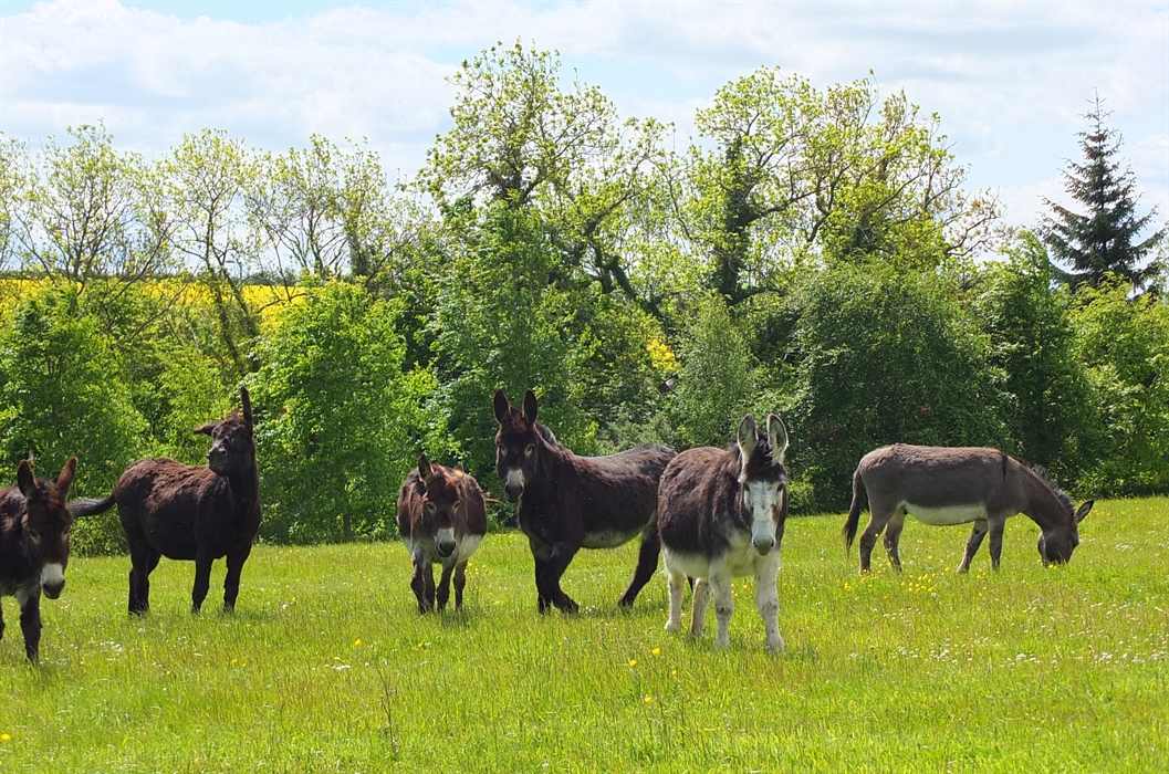 Scottish Borders Donkey Sanctuary, Melrose Wildlife and Animals