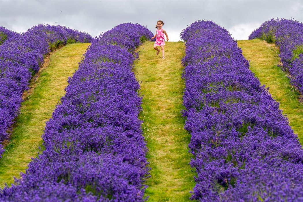 Scottish Lavender Oils, Kinross Gardens VisitScotland