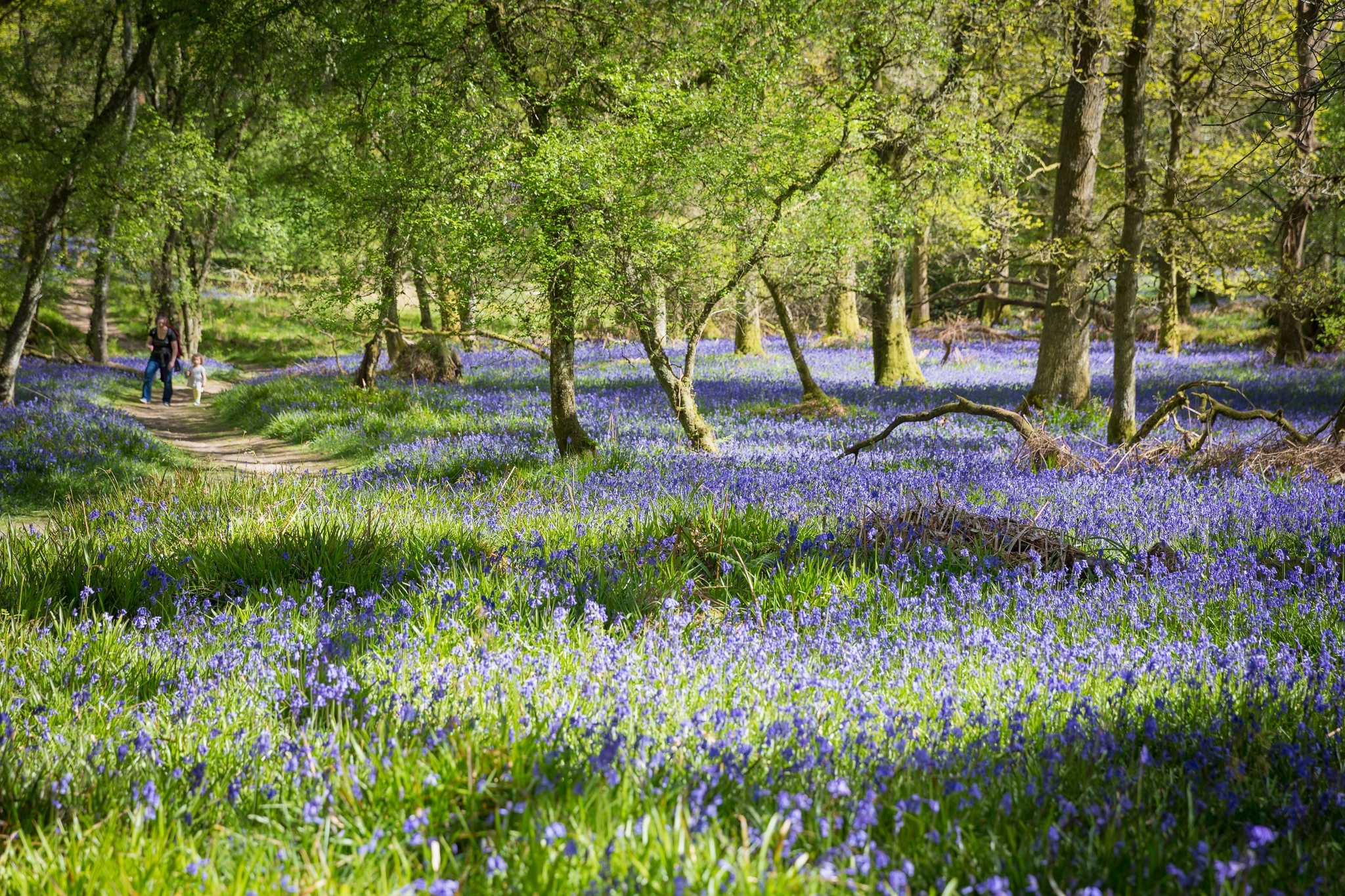 https://www.visitscotland.com/binaries/content/gallery/visitscotland/cms-images/2022/06/22/bluebells-inchcailloch-island