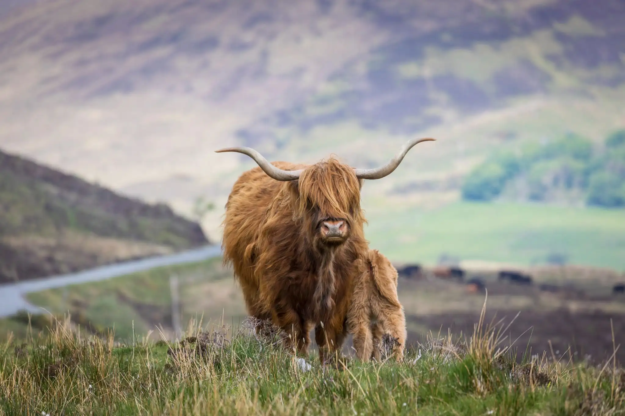 Waar In Schotland Kan Ik Schotse Hooglanders Zien VisitScotland waar-in-schotland-kan-ik-schotse-hooglanders-zien-visitscotland