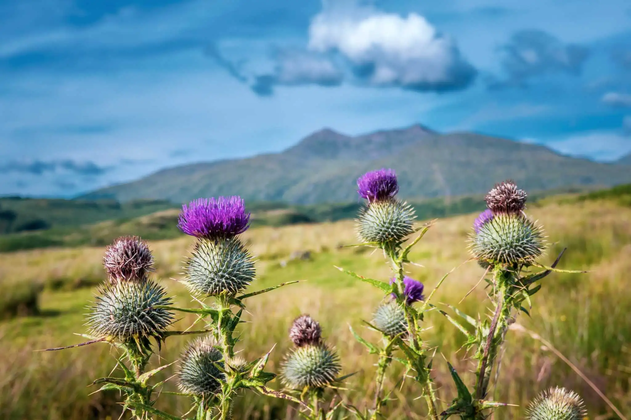 Distle Thistle - National Flower of Scotland | VisitScotland