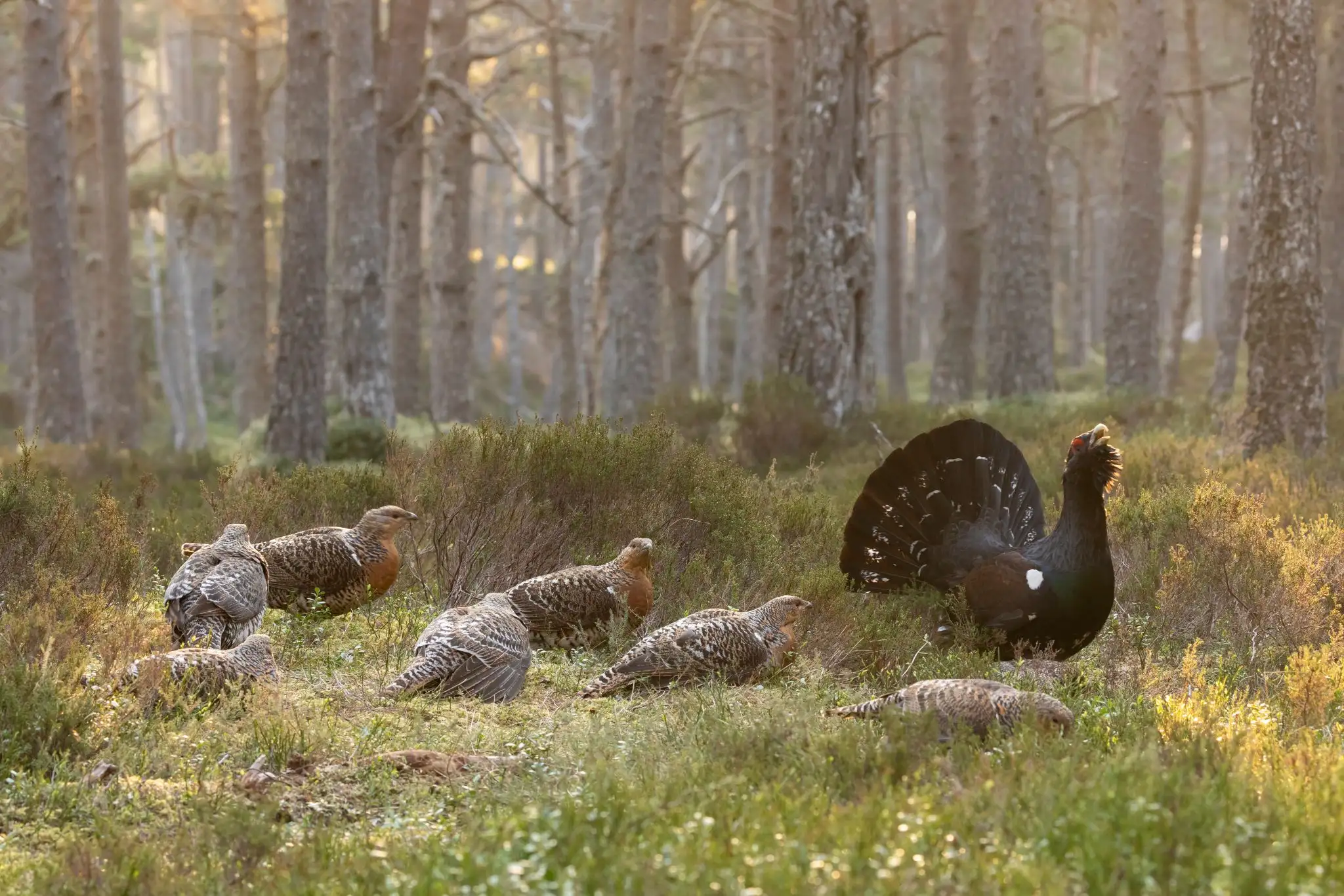 Scottish Wildlife VisitScotland scottish-wildlife-visitscotland