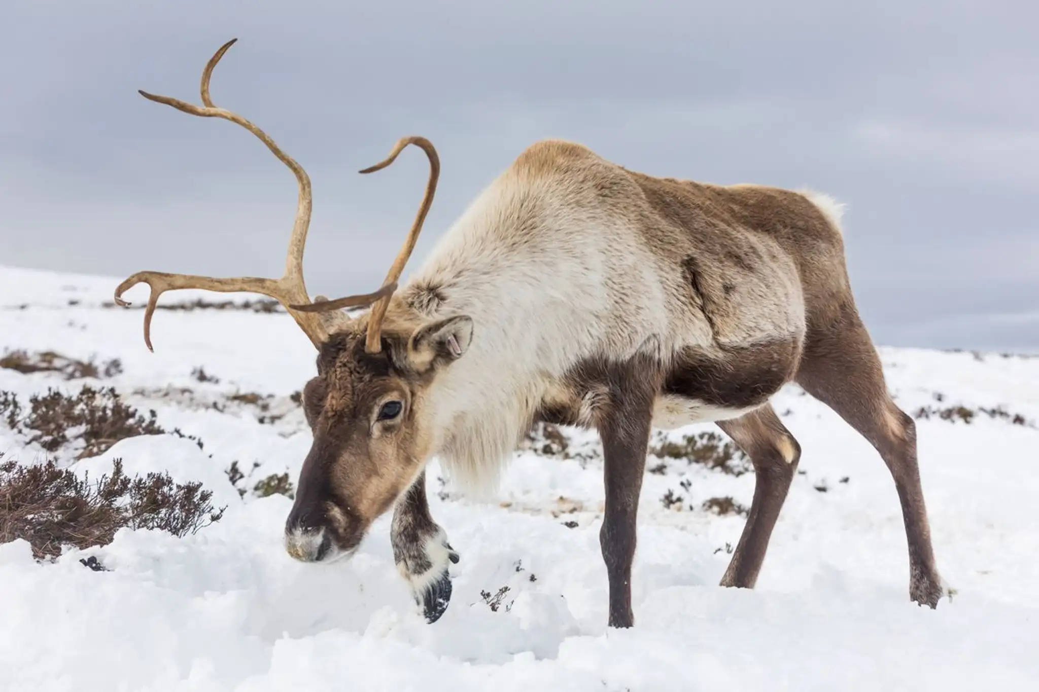 Aviemore - Holidays, Breaks & Tourist Information | VisitScotland