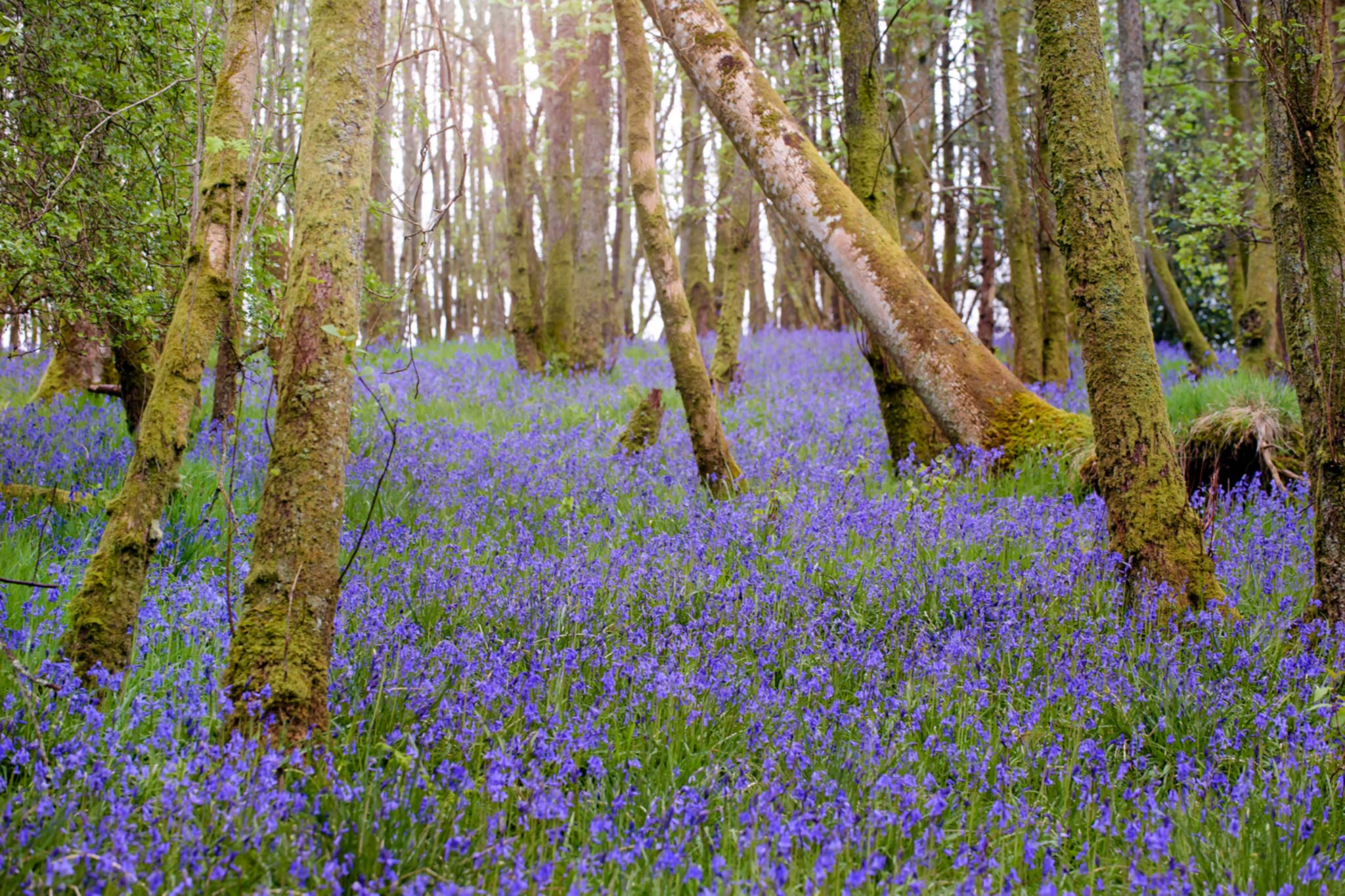 Bluebells at RSPB Loch Lomond