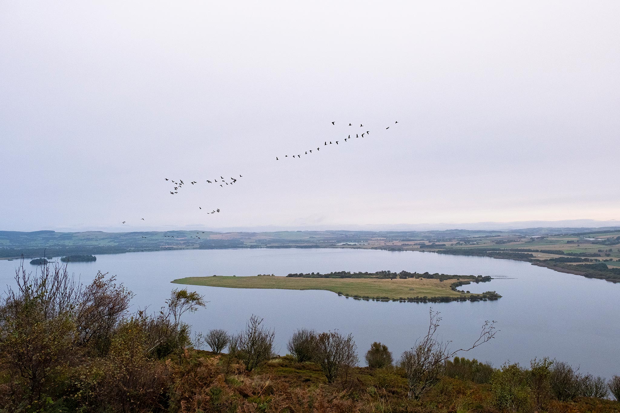 Birds flying over the loch at RSPB Loch Leven