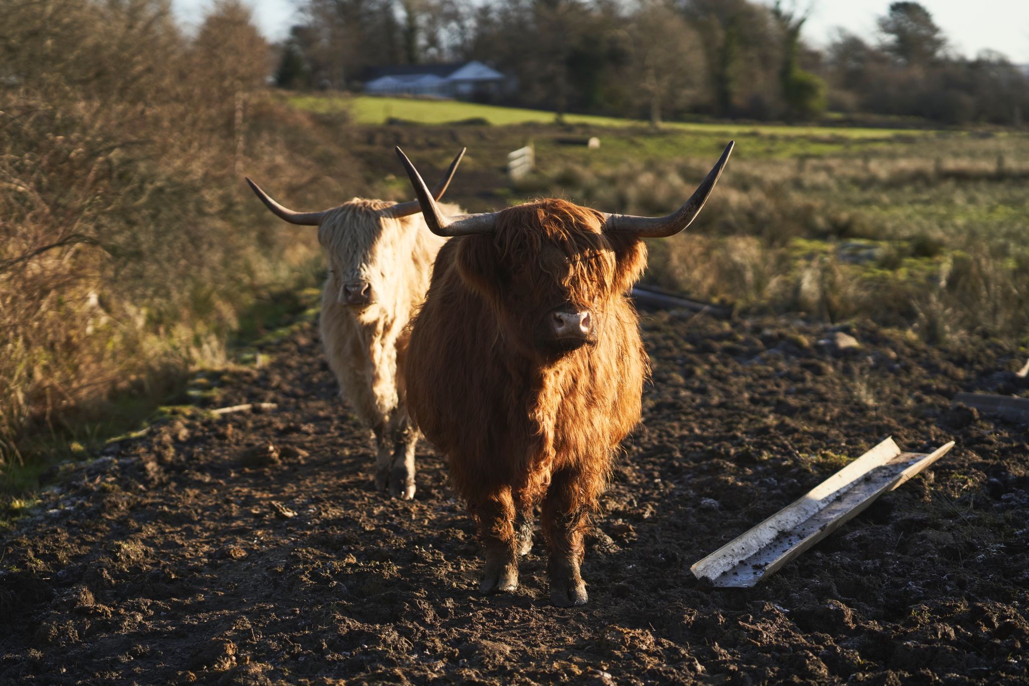 Ardardan Estate Highland cow