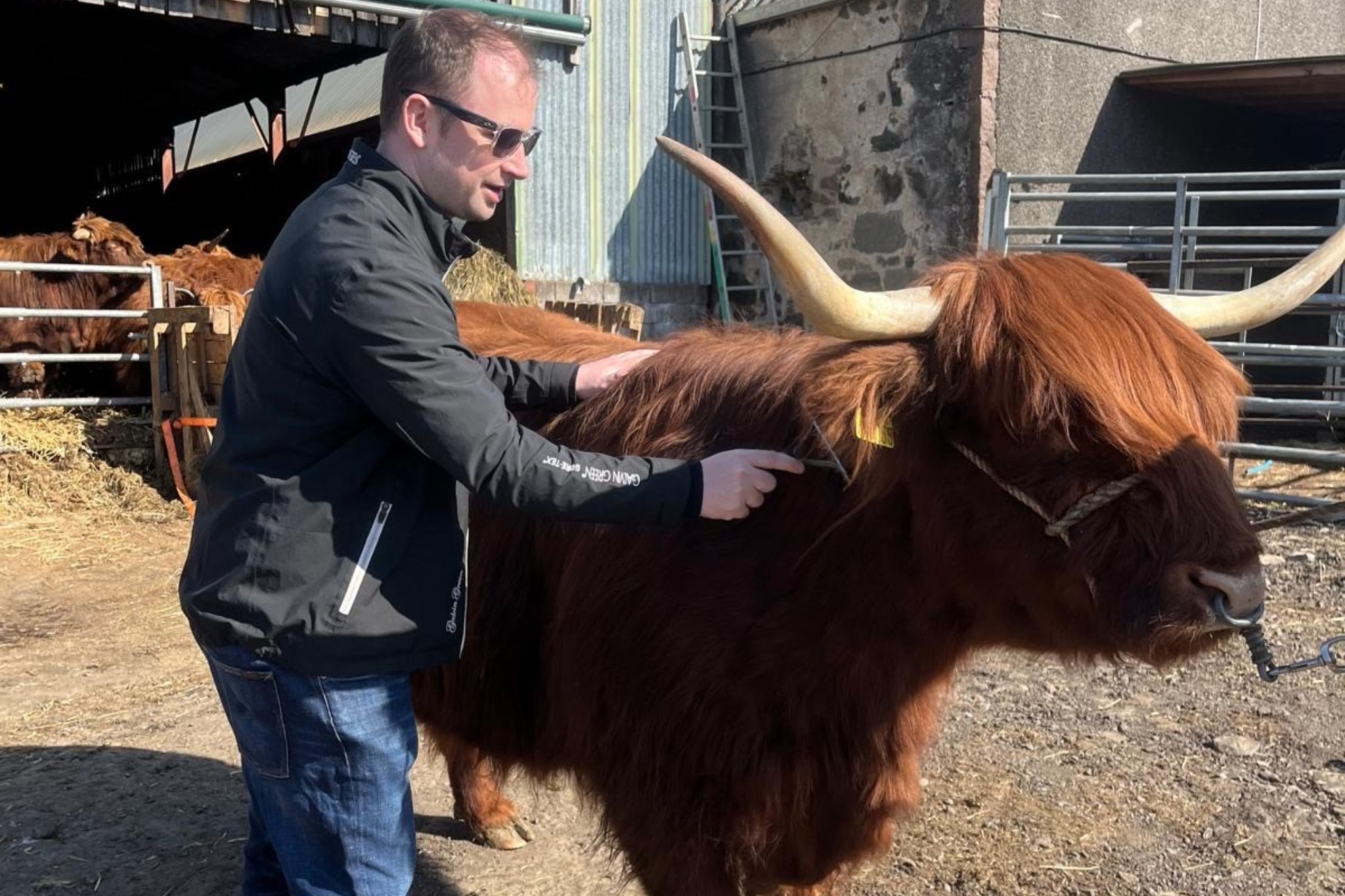 Alasdair brushing a Highland coo