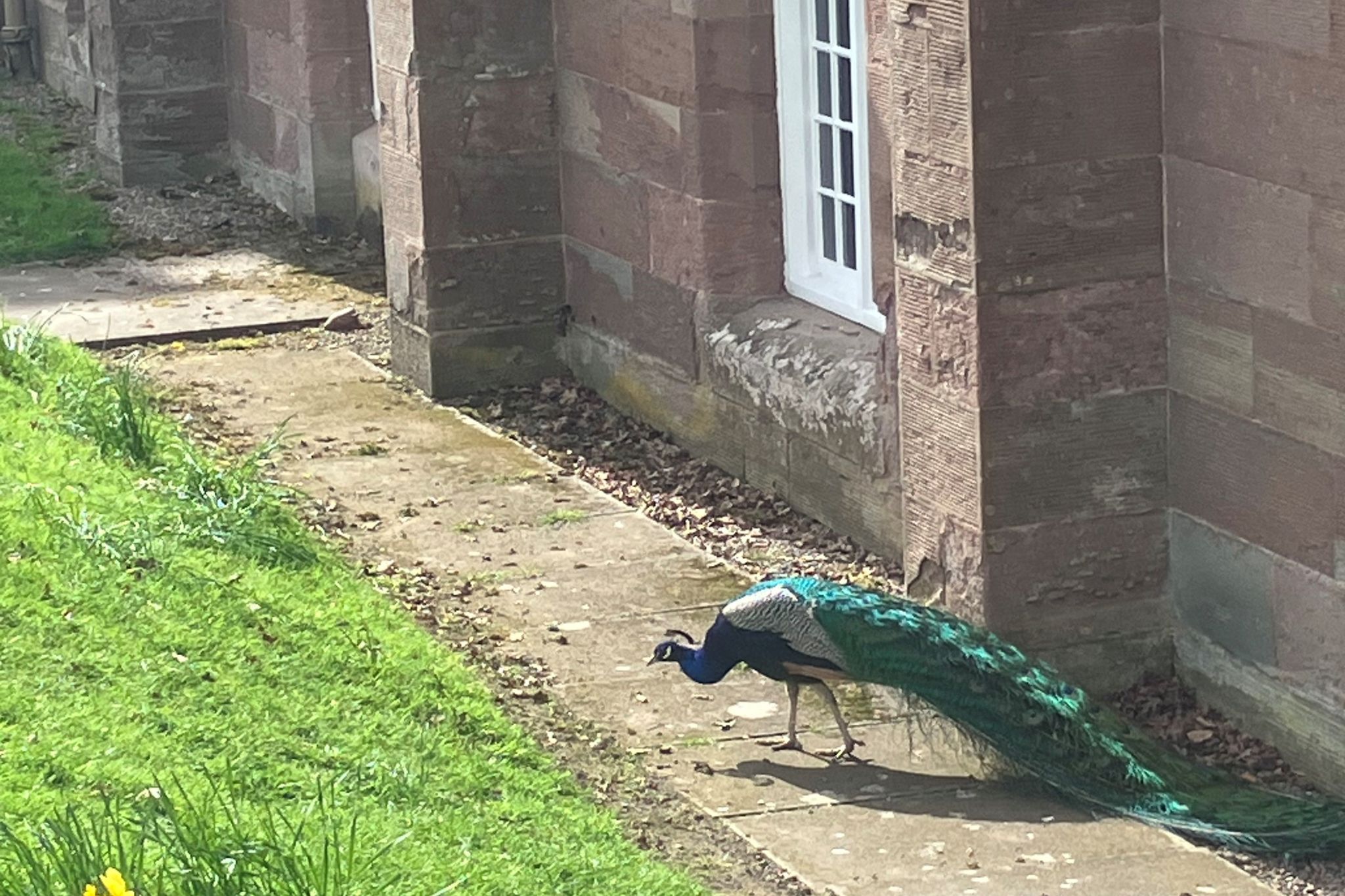 Peacocks at Scone Palace