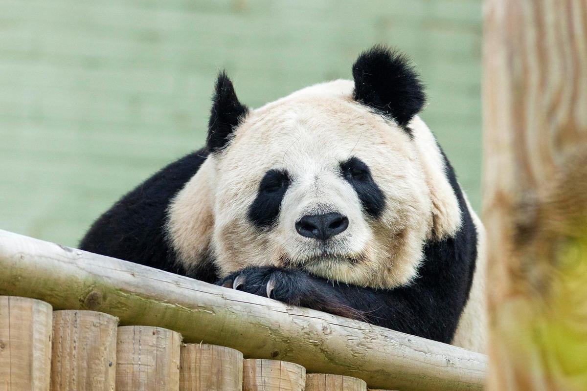Panda Tian Tian