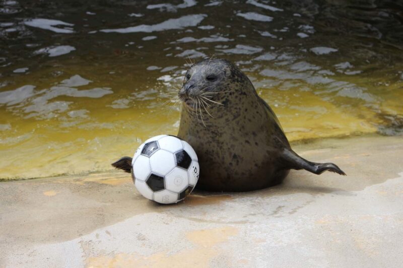 Seal with a football at Deep Sea World