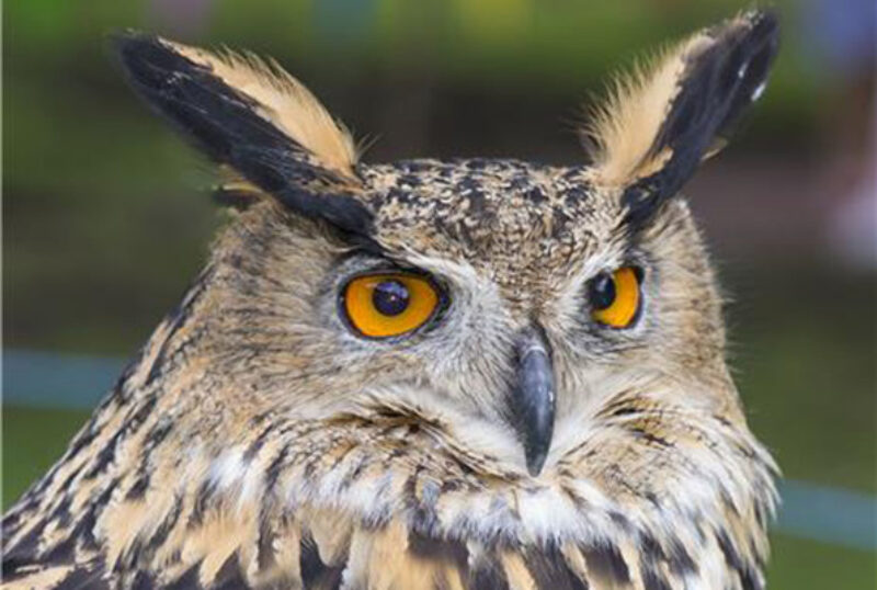 Rhuallan Raptors European Eagle Owl