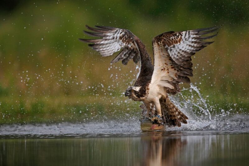 Osprey flying over water