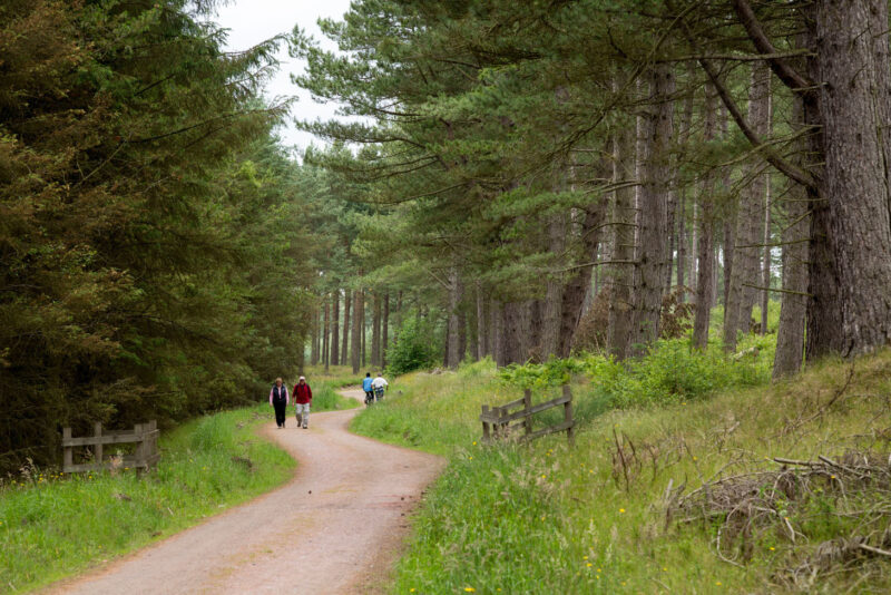The National Cycle Network And The Fife Coastlal Trail Track As It Passes Through Tentsmuir Forest Near The Tentsmuir National Nature Reserve By St Andrews Fife