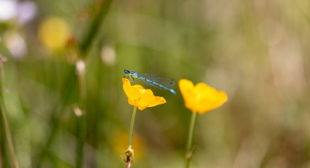 A close up of an insect on some buttercups