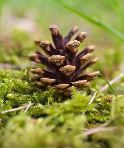 A pine cone sitting in the grass