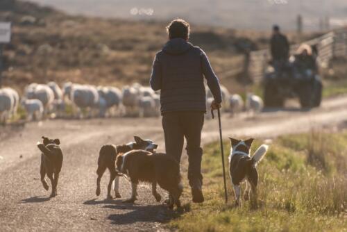 Un pastore e i suoi cani, che seguono un gregge di pecore lungo una strada