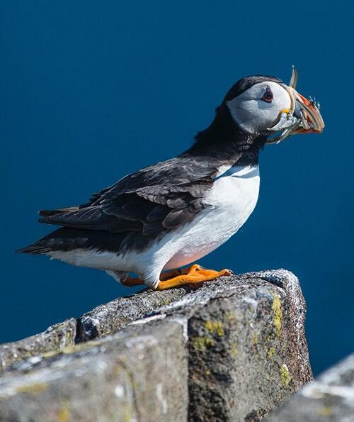 A puffin with fish in its mouth sits on a rock, the sea behind