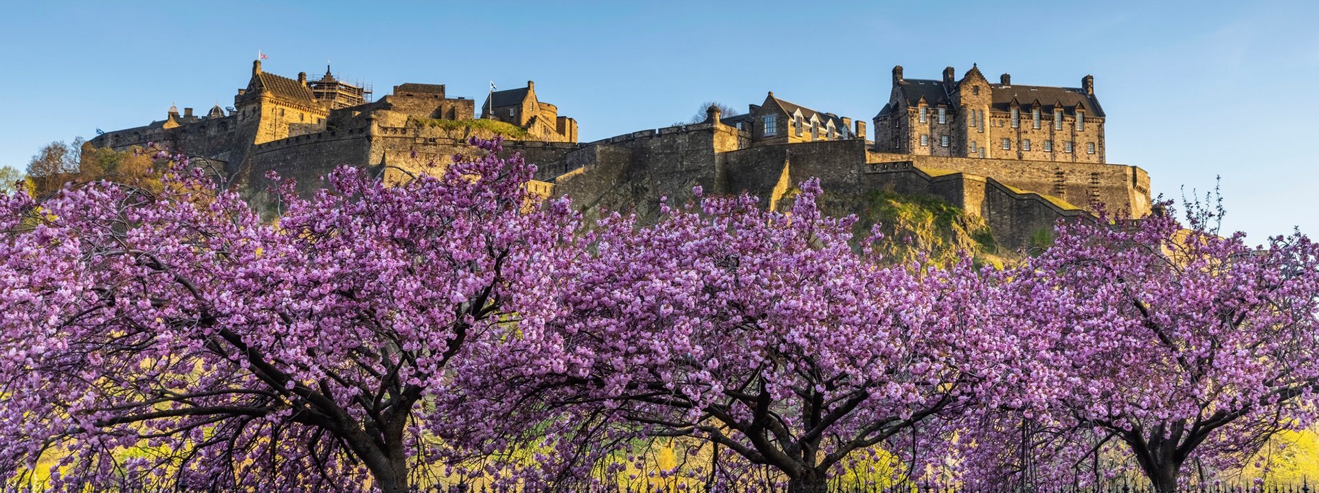 Blick auf Edinburgh Castle hinter blühenden Kirschbäumen.