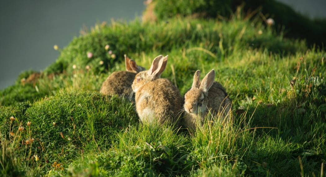 Drei Kaninchen sitzen bei Marwick Head im Gras.