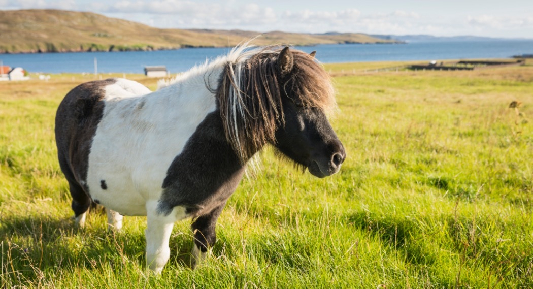 Un pony Shetland, bianco e marrone, sull'erba verde con il mare e la terra alle spalle