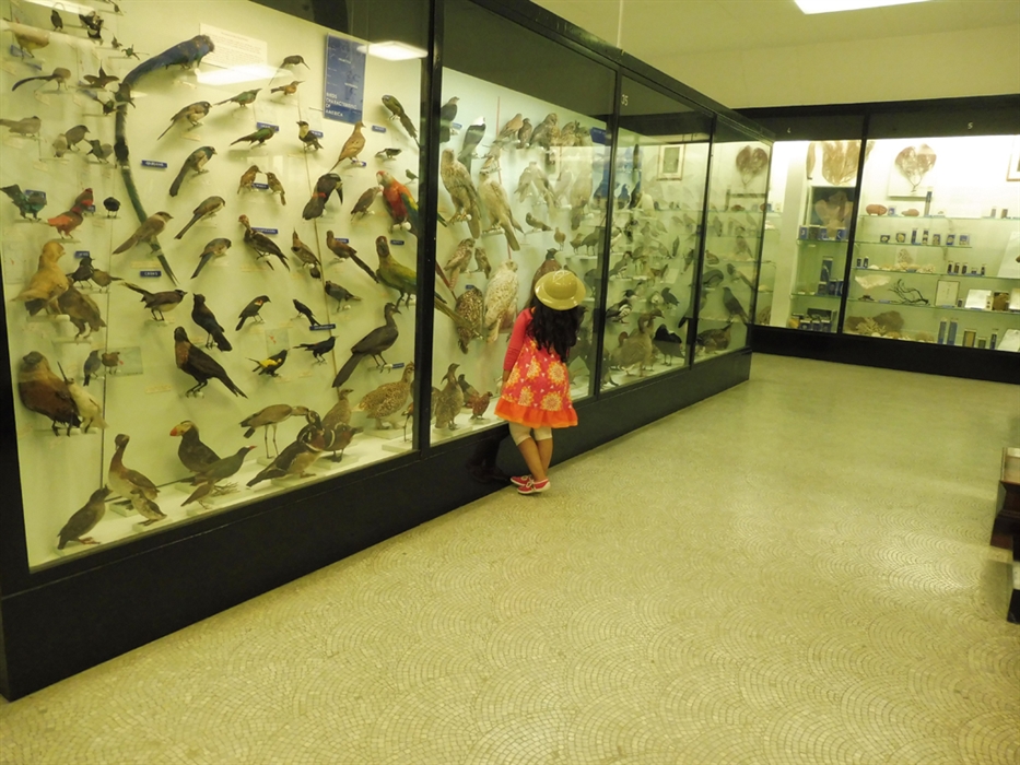 Bell Pettigrew Museum of Natural History