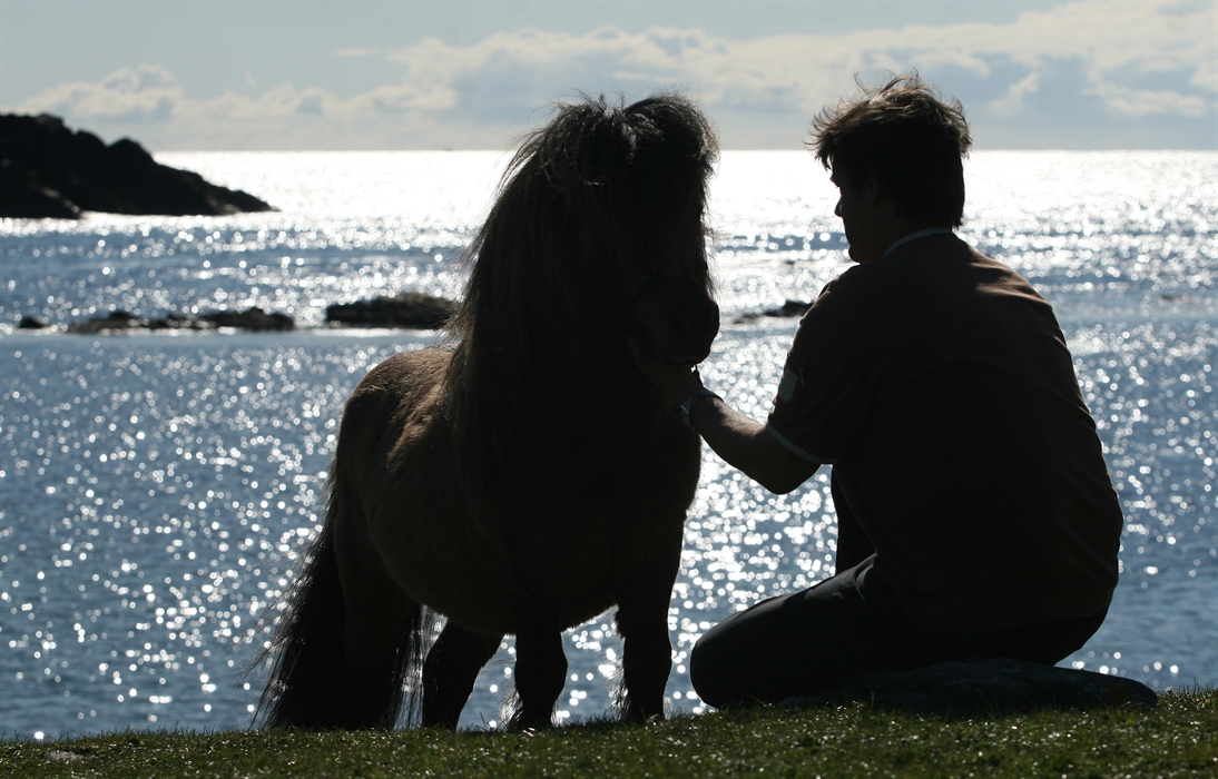 The Shetland Pony Experience