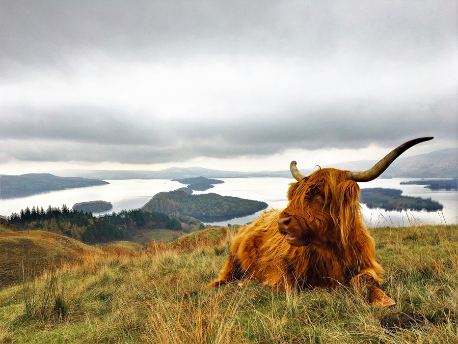 Scotland's Wild VisitScotland