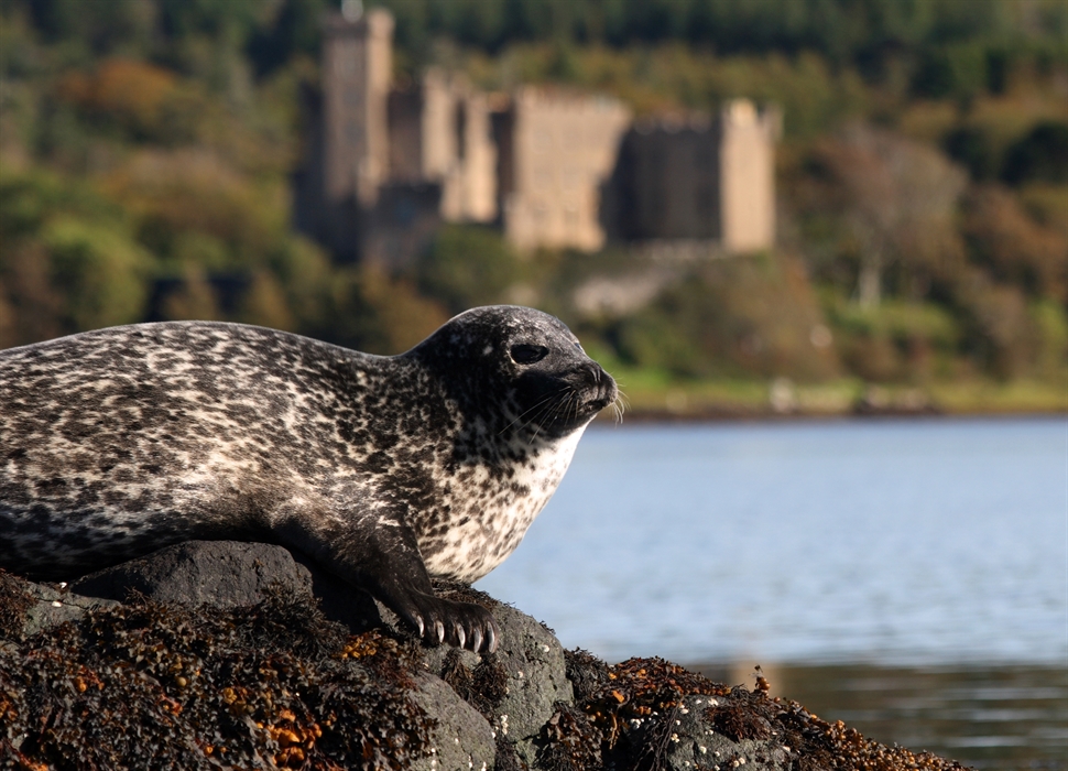 Dunvegan Castle Seal Trips VisitScotland