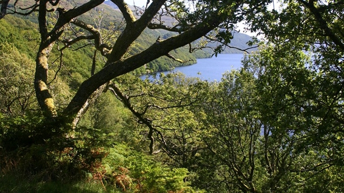 Scotland Inversnaid Nature Reserve
